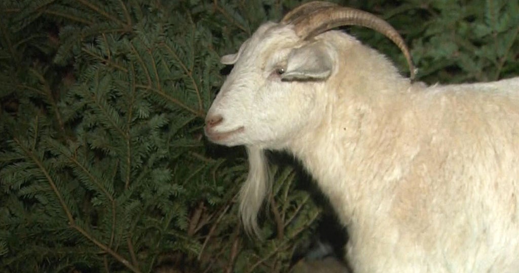 These Local Farms Are Accepting Christmas Trees For Goats To Eat CBS