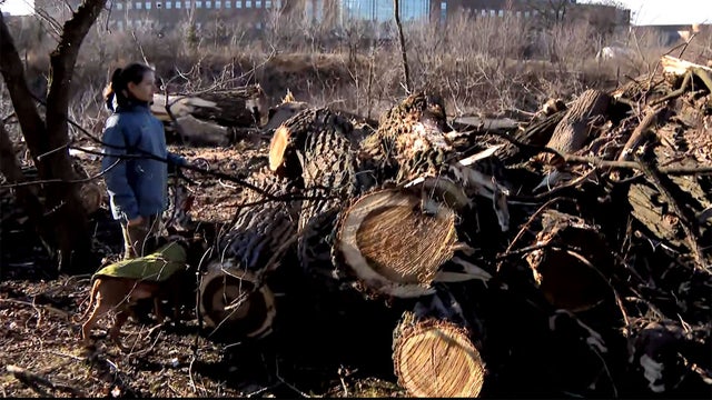Legion_Park_Trees_Down_0107.jpg 