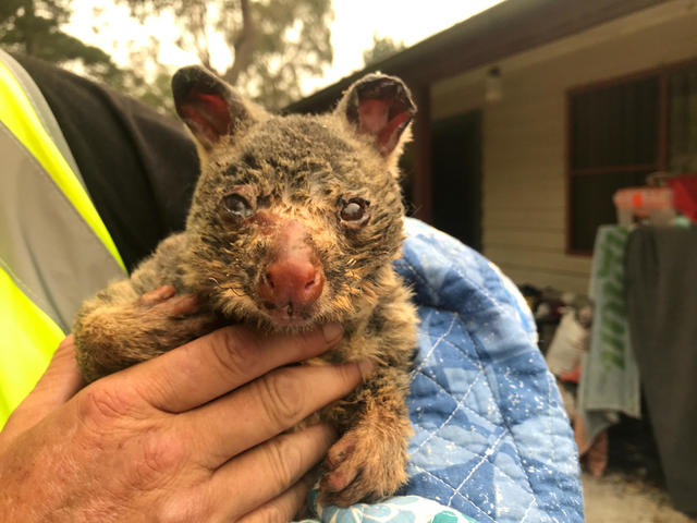 Australia bushfires: Wildlife park spared from bushfires as volunteers  return to help koalas, World News