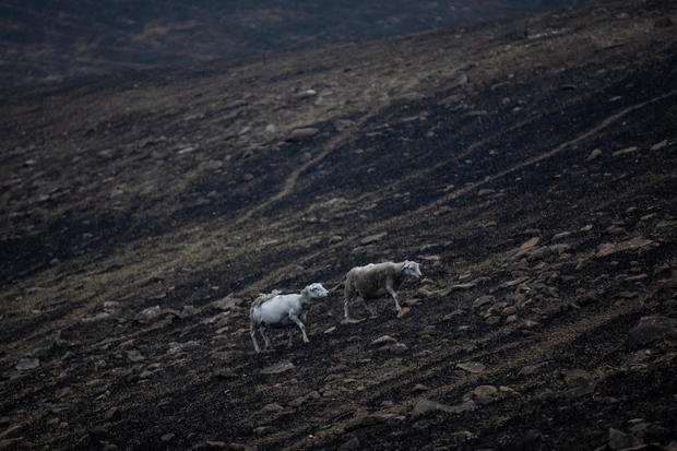 Sheep make their way in the fire grounds near Bega, News South Wales 