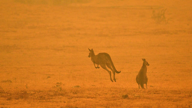 australia-fire-kangaroo.jpg 