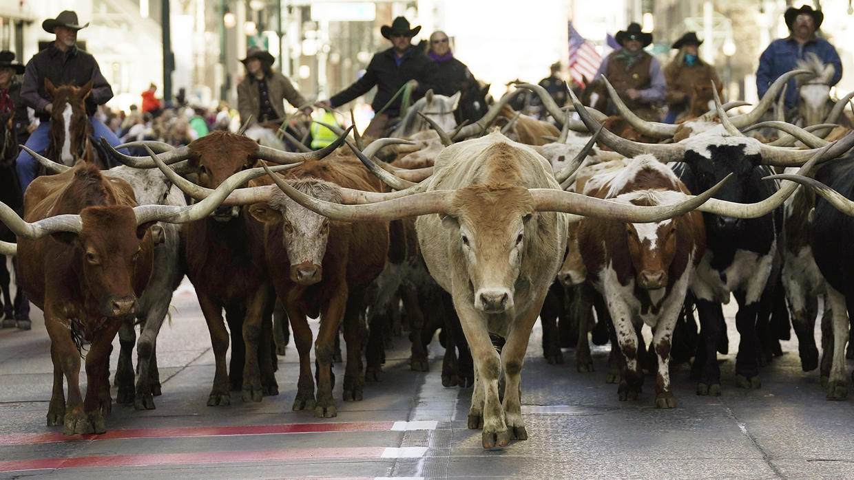National Western Stock Show kickoff parade hits the streets of Denver