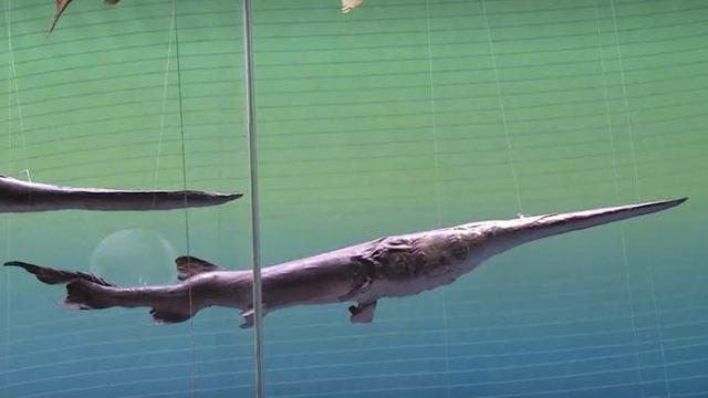 giant-chinese-paddlefish.jpg 