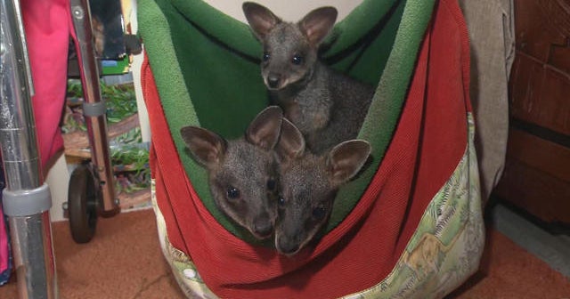 Australian rescue group helps animals pushed out of their habitats by fires