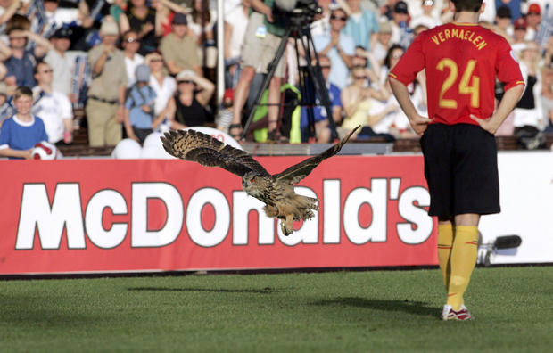 An Eagle owl flies past Belgium's Thomas 