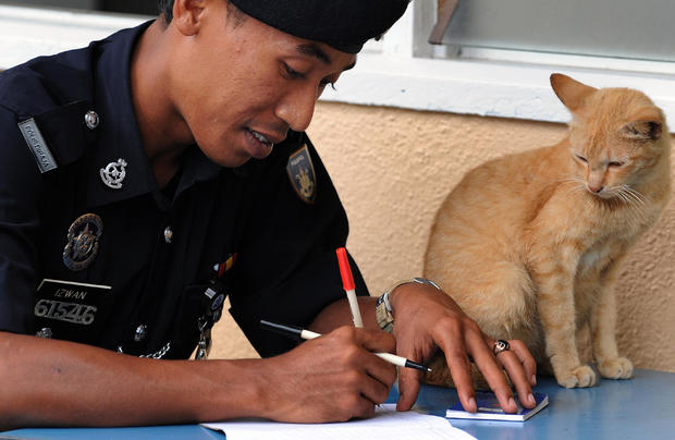 A cat watches as a police officer notes 