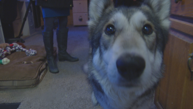 WOLF DOG RESCUE 10PKG.transfer_frame_1132 