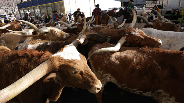 Cattle Take Over Denver Streets As Annual National Western Stock Show Begins 