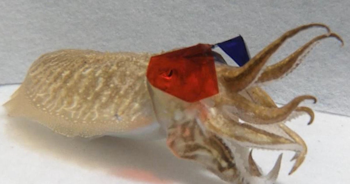 Cuttlefish 3D glasses study finds the species' brains use stereopsis to ...