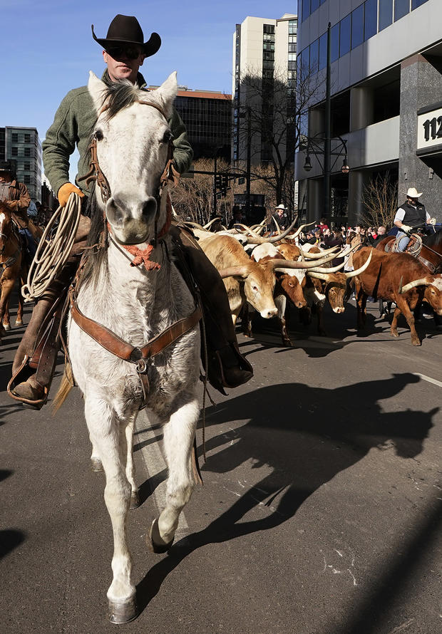 Cattle Take Over Denver Streets As Annual National Western Stock Show Begins 