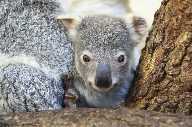 Baby Koala Hope Zoo Miami Rinny Mom 