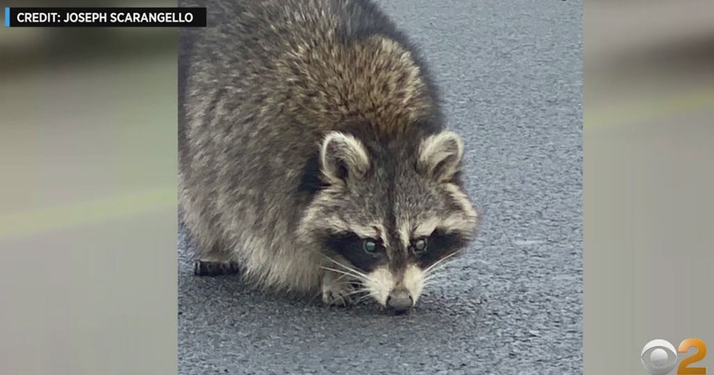 MTA Reports Raccoon-Related Delays Are On The Rise - CBS New York