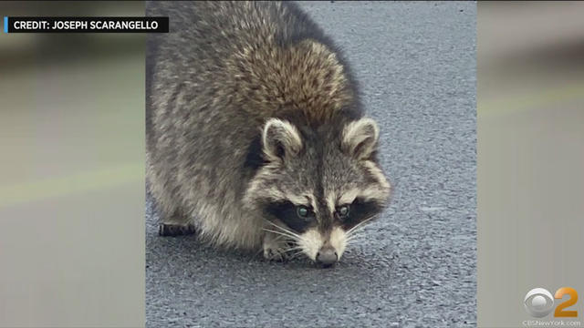 MTA-raccoon.jpg 