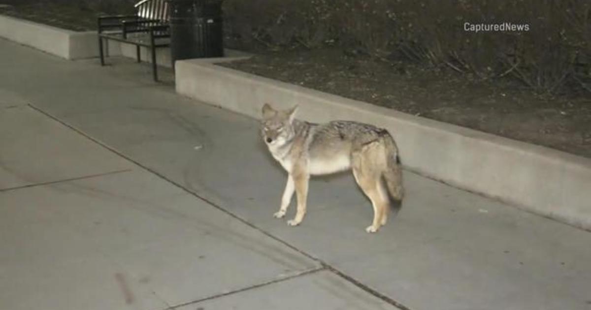 Two People Attacked By Coyotes In Chicago - CBS News