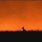 Worldwide effort to save Australia's animals amid devastating wildfires