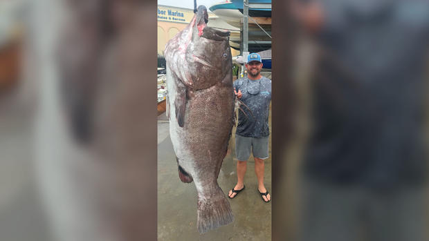 Giant grouper caught off Southwest Florida 