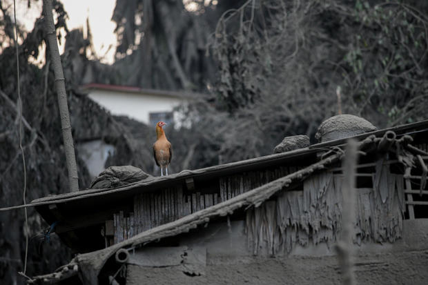 A bird sits atop a roof covered with ashes from the erupting Taal Volcano evacuates in Talisay 