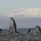 Penguin species in Antarctica hit hard by climate change