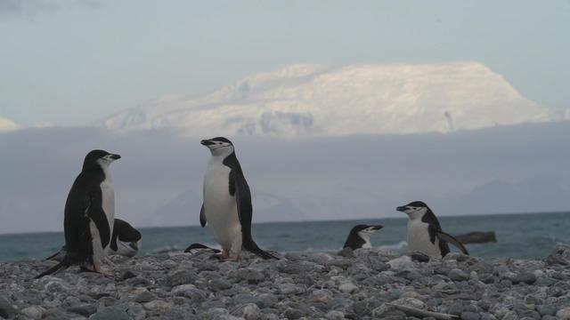 0116-ctm-anarcticapenguins-saberi-2008937-640x360.jpg 