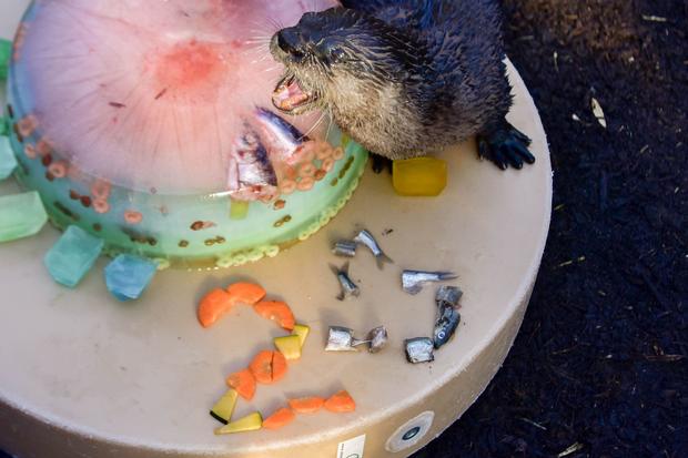 Mary The Otter's 20th Birthday 1 