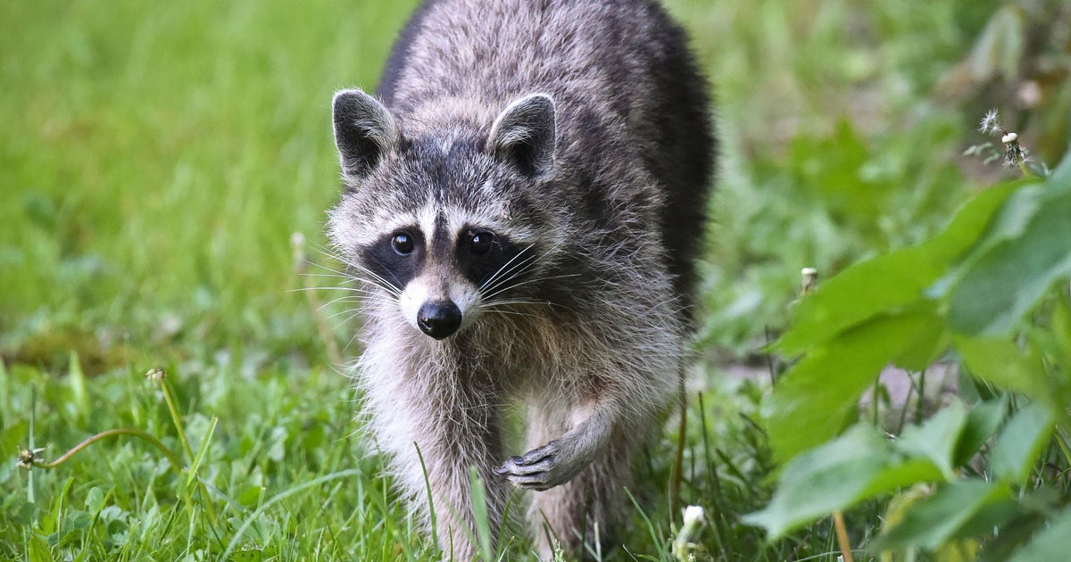 Raccoon with rabies leads to alert in Harford County - CBS Baltimore