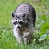 Raccoon with rabies leads to alert in Harford County 