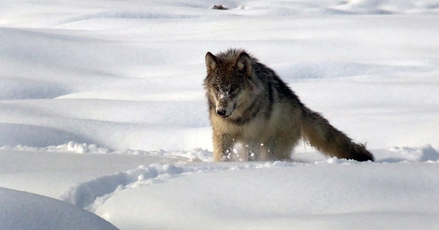The wolves of Yellowstone: fierce and territorial