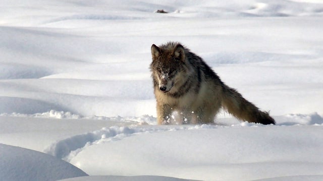 ot-wolvesmotw-2010715-640x360.jpg 