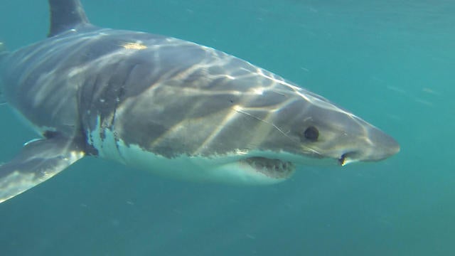 sharksvideo-2010728-640x360.jpg 