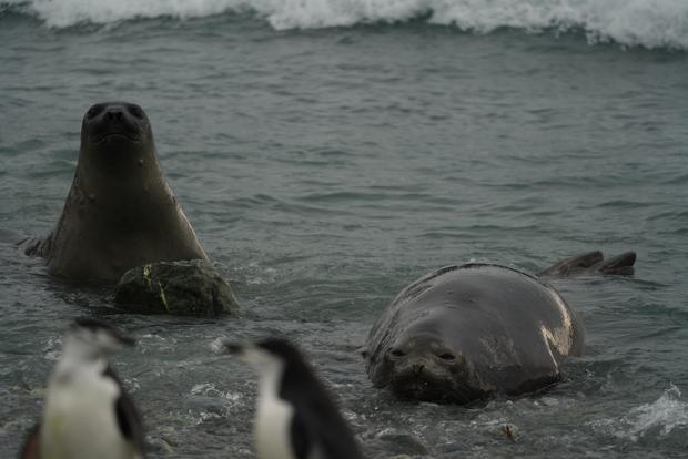 elephant-island-seals-penguins.jpg 
