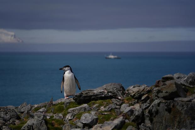 chinstrap-penguin-antarctica.jpg 