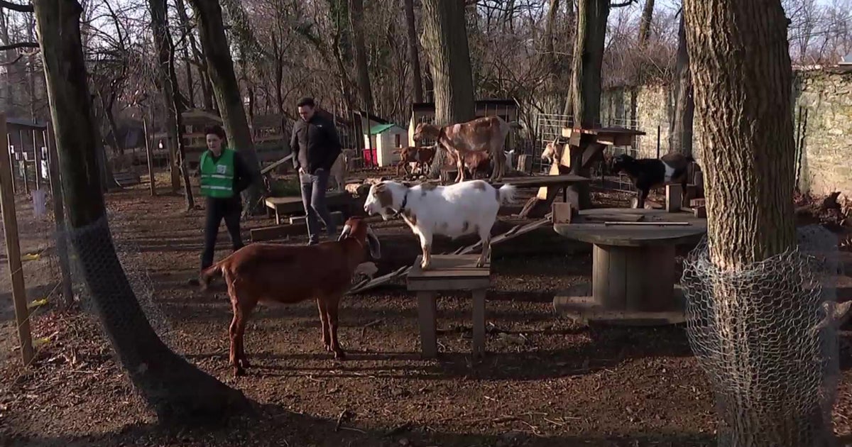 The Philly Goat Project Wants People To Come Hang Out With Their Goats ...