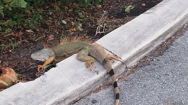 Iguana-3.jpg 
