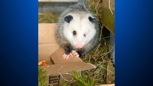 opossumsaved 