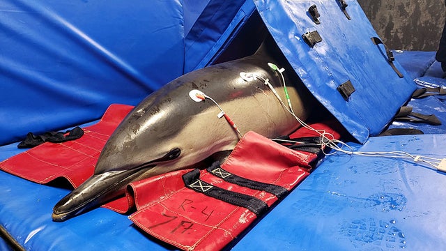 dolphin-stranding.jpg 