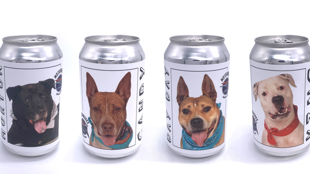 cruiser-adoptable-dog-cans.png 