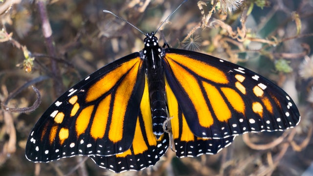 Female monarch butterfly with wings spread, California 