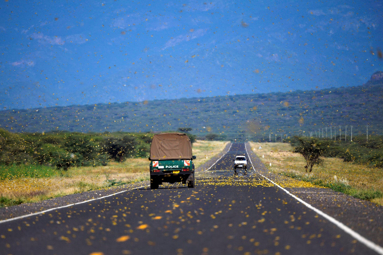 KENYA-CLIMATE-LOCUST-NATURE 