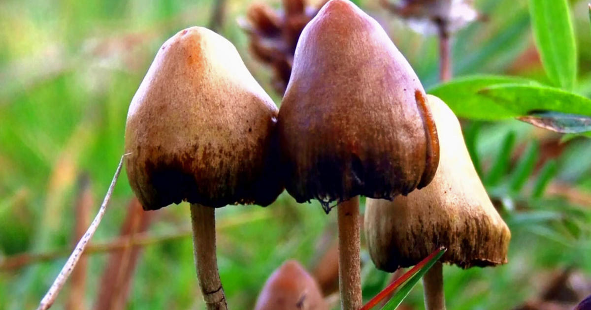 Woman Trademarks Psilocybin To Prevent Commercialization Of