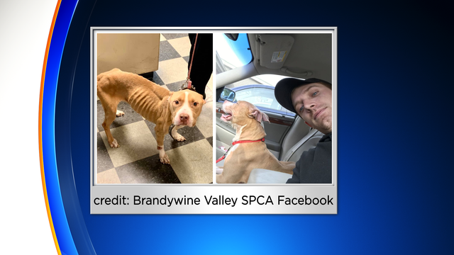 FS-Mug-credit-Brandywine-Valley-SPCA-Facebook-1-25-2020-3-30-02-PM.png 