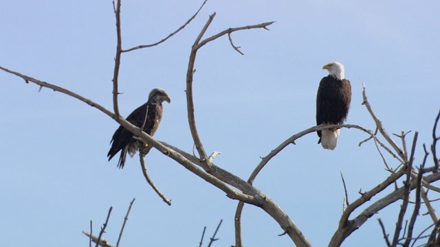 BALD EAGLE VO.transfer_frame_293 