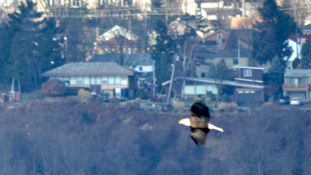 NYCbaldeagle.jpg 