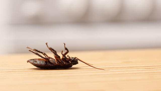cockroach.jpg 