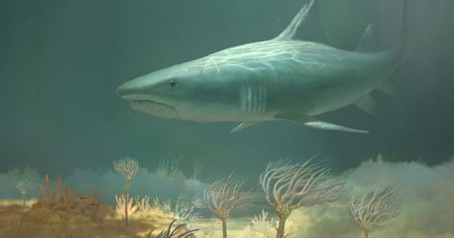 Scientists found the head of a 330-million-year-old shark in a Kentucky ...