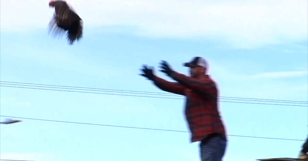 Wisconsin Small Town Festival's 'Chicken Toss' Draws Ire Of Animal ...