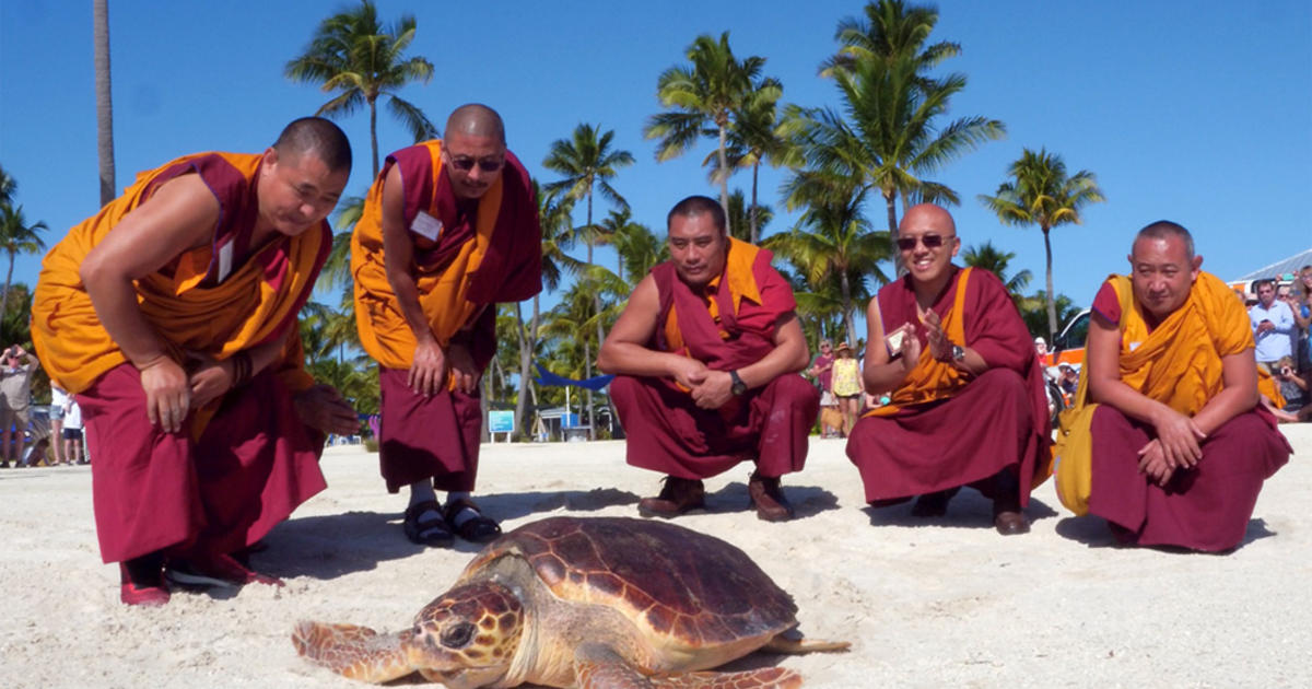 visiting-tibetan-monks-help-release-sea-turtle-in-florida-keys-cbs-miami