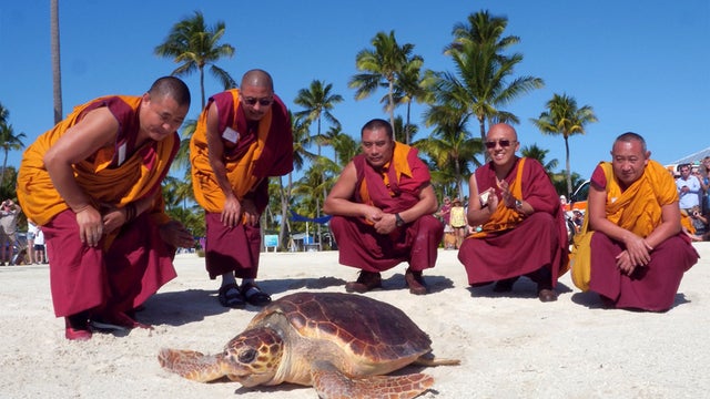 Monks-Sea-Turtle.jpg 
