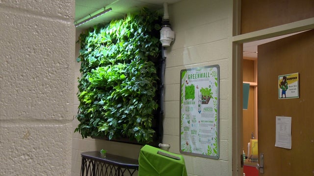 hampden-school-green-wall.jpg 