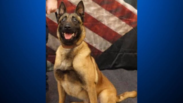 k9ivan.jpg 