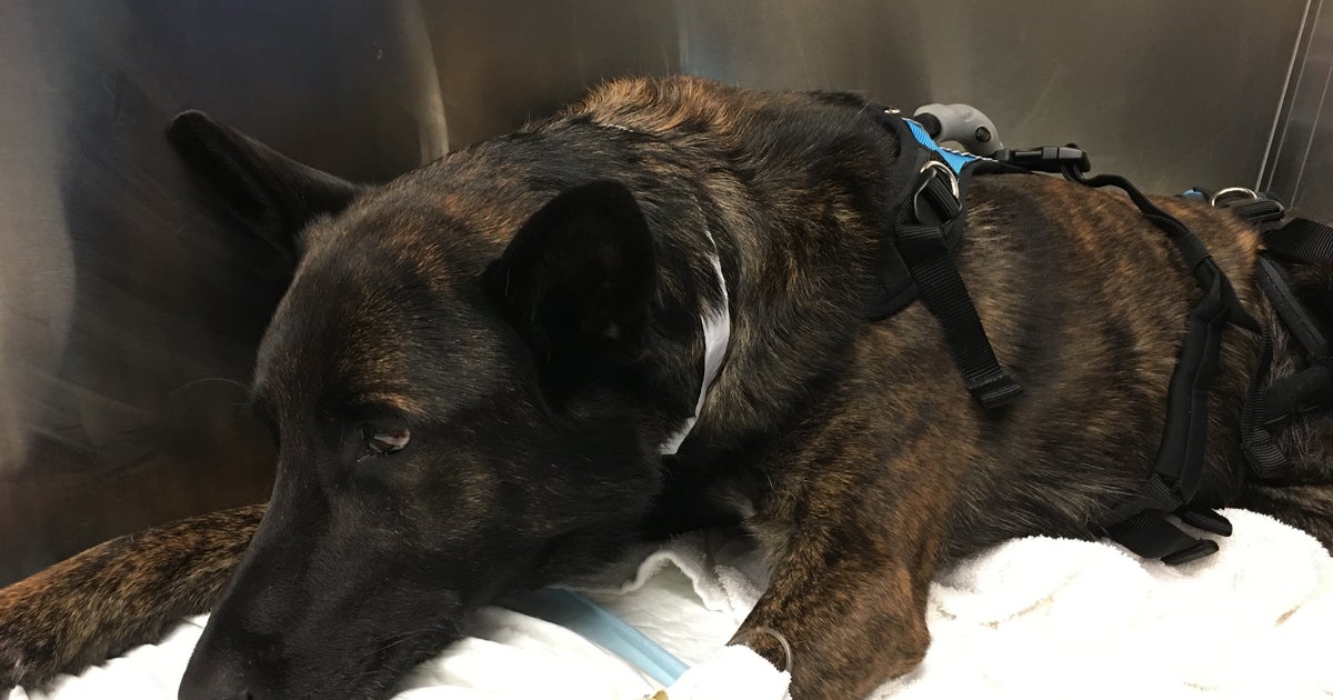 Lynwood Police Dog Set To Undergo Surgery After Spinal Injury ...